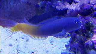 フタイロカエルウオ Bicolored blenny Ecsenius bicolor [upl. by Yert]