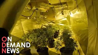 £130MWorth Of Cannabis Seized In UK’s Biggest Crackdown [upl. by Essile]