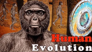 Human Evolution  From Ape to Homo Sapiens [upl. by Auot665]