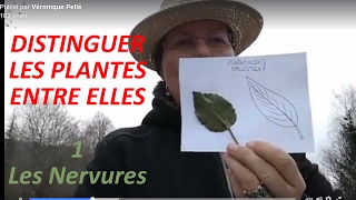 🍀 Plantes Sauvages Comestibles  Reconnaître Les forme de nervures [upl. by Htabmas]