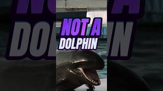 NOT A Killer Whale Or A Dolphin seacreatures ocean animals [upl. by Meeharb898]