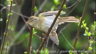 Luì grosso Phylloscopus trochilus [upl. by Leuqcar]