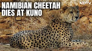 10th Cheetah Dies At Kuno National Park In Madhya Pradesh [upl. by Brian]