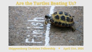 Are The Turtles Beating Us [upl. by Uthrop]