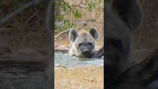 Splish Splash Hyena Taking a Bath [upl. by Barta39]