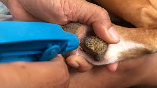 Removing canine hyperkeratosis [upl. by Nilac]