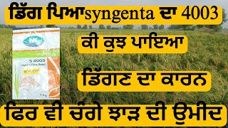 Syngenta ਦਾ 4003 ਝੋਨਾ। ਥੋੜੀ ਹਵਾ ਨਾਲ ਹੀ ਹੋਇਆ ਟੇਡਾ [upl. by Laro189]