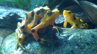 The rare and unusual quotwavingquot Golden Frog [upl. by Eleets728]