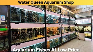 Water Queen Aquarium Shop Aquarium Fishes At Low Price In Delhi  Latest Fishes Stock Price Update [upl. by Eseilenna]