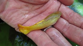 Giant Guppies Freakishly Large Males That Grow as Big as Females [upl. by Redan]