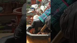 BEGONIA LEAF CUTTINGS PROPAGATION PROCESS plantingtips propagation [upl. by Sanburn]