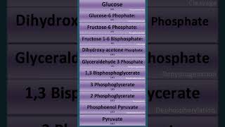 Glycolysis in 50 Seconds  shorts glycolysis cellularrespiration biology neet ncert cbse [upl. by Ylebmik]