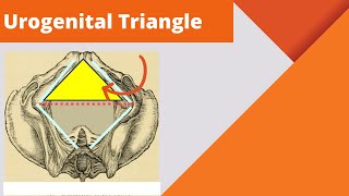 Urogenital triangle  Anatomy boundaries and contents of the urogenital triangle [upl. by Hairakcaz]