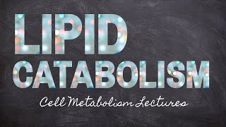 beta oxidation of fatty acid biochemistry  fatty acid oxidation pathway  fatty acid metabolism [upl. by Rowland680]