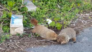 Groundhog Fight [upl. by Karl]