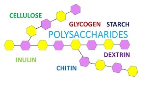 Polysaccharides part 1 [upl. by Bilak]