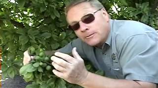 How To Thin A Fruit Tree [upl. by Artinad]