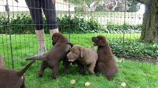 Chocolate Labrador Puppies 7 weeks [upl. by Dennard]