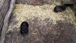 Playing with Baby Wombats [upl. by Davine832]