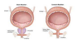 Anatomy urogenetal  urinary bladder and urethra  المثانة البولية و مجرى البول [upl. by Ardnaskela]