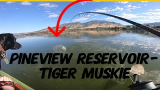 Tiger Muskie  pineview Reservoir The one that got away [upl. by Aihtnamas]