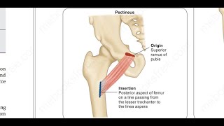 Pectineus muscle [upl. by Aleacem]