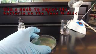 How to Perform an Oxidase Test  The Taxo N Disc Method [upl. by Tica]