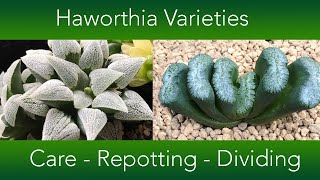 Haworthia Collection  Repotting Dividing and Care [upl. by Alabaster]