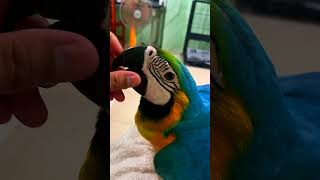 Macaw Love  Sweet baby Parrot viral cute beautiful baby birds love shorts [upl. by Aninad823]