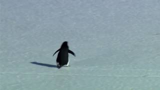 nihilist depressed penguin  werner herzog [upl. by Eittol]