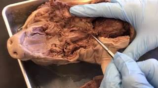 Fetal Pig Opening of the Thoracic and Abdominopelvic Cavities Demonstration [upl. by Cyma]