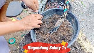 Bonsai Beginner SnCarmona RetusaFukien teaTsaang gubat part2 [upl. by Ellenij618]