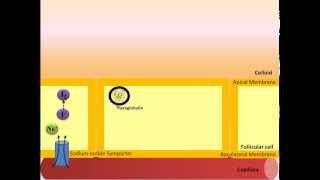 Thyroid Hormone Synthesis [upl. by Bysshe318]