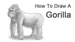 How to Draw a Gorilla [upl. by Trahurn]