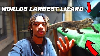 Feeding The Worlds 2nd Largest Lizard OfficialMerzy Vlog 235 [upl. by Aihsele]