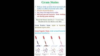 Gram Stains in Bacteria geneticteacher [upl. by Asemaj751]