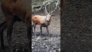 Rykowisko 2024 trwa 🦌 rykowisko wildlife deer cameratrap nature [upl. by Leitman109]