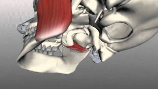 Muscles of Mastication  Anatomy Tutorial [upl. by Lepp]