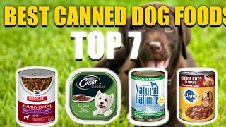 7 Best Canned Dog Food in 2020 That You Must Buy Today [upl. by Panter850]