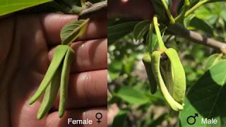 Detailed Guide How to Pollinate AtemoyaCherimoyaAnnona Flowers [upl. by Joh575]