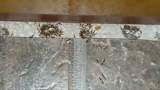 Optigard Ant Gel Bait  Ants Love this Stuff [upl. by Gonzales]