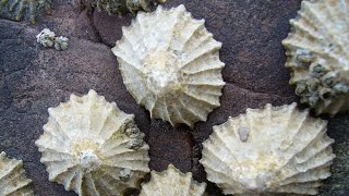 Facts Limpets [upl. by Bucky]