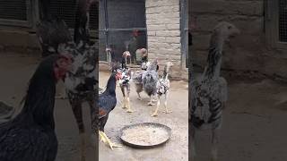 indian giant brazilian indio gigante chicken birds rooster cockerelgujrat pakistan [upl. by Isborne]