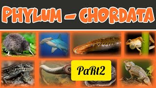 phylum chordata part 2 for NEET 2025🔥🔥 [upl. by Onateag]