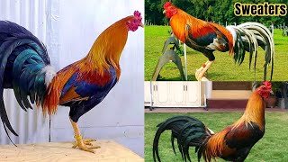 6 Gamefowl Bloodlines and their Characteristics For Educational Purpoae Only Happy Breeding [upl. by Rubenstein843]