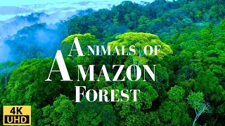 Amazon Forest 4K Wild Animals of Rainforest Relaxation Film Meditation Music amp Nature Sounds [upl. by Itoyj35]