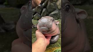 Moodeng Viral baby hippo cute hippopotamus khaokheowopenzoo [upl. by Bugbee]