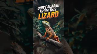 इस छिपकली से मत डरो Dont Scared From This Lizard shorts viralvideo [upl. by Rind]