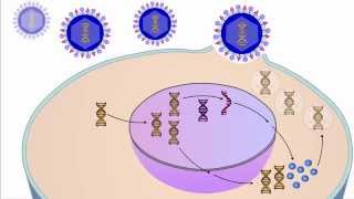 Influenza Virus Structure [upl. by Hajidahk]