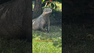 Iguana rinoceronte cyclura cornuta [upl. by Anahcar]